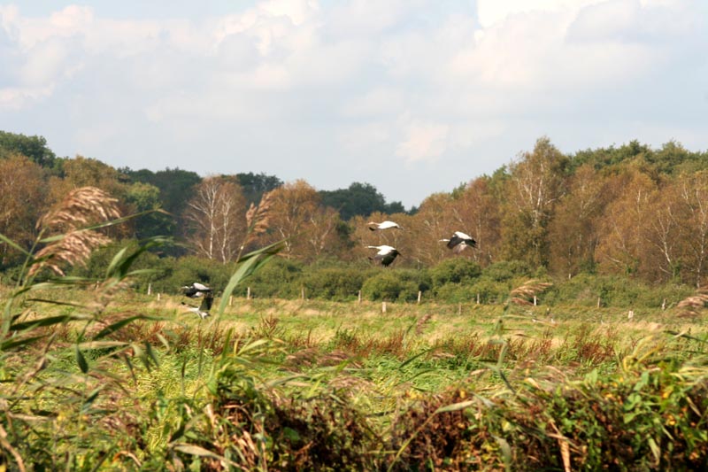 Kraniche in Mecklenburg - Kranich (lat. Grus grus)